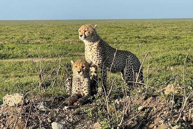 4 Days Tarangire National Park, Serengeti National Park and Ngorongoro Crater - Accessibility and Cancellation