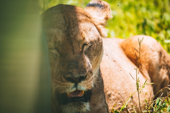 4 Days Tarangire, Serengeti and Ngorongoro Crater Camping Safari - Camping Under the Stars