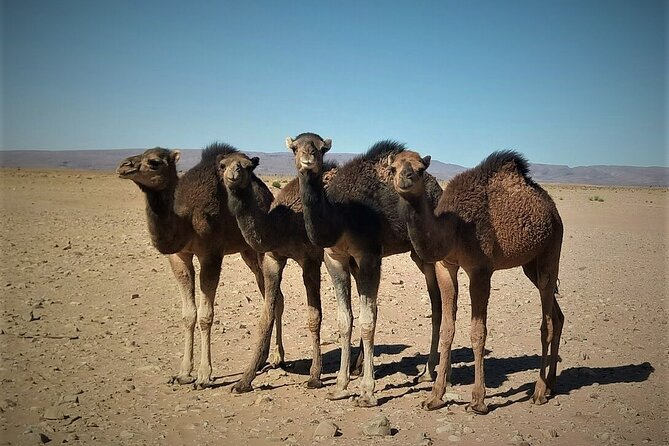 4 Days Trek - the Legs of Camels - Transportation and Pickup Options
