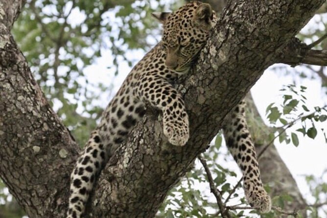 4 Days Victoria Falls Safari Tour & Chobe National Park Game Drive - Booking Information