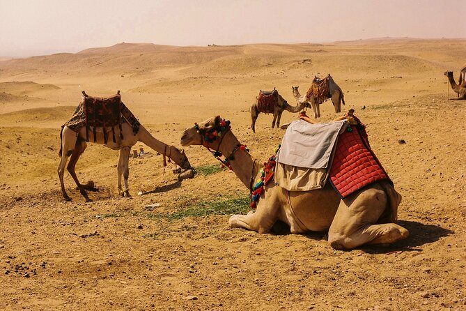 4 Hours Evening Desert Safari Camel Ride Sand Boarding - Sand Boarding Adventure