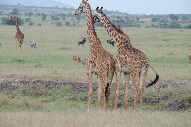 4 Hours Nairobi National Park - Booking Process