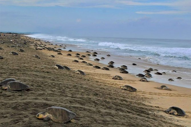 4-in-1 Tour - Mazunte,Cacao Factory, La Ventanilla & Turtle Spawn - Tour Participation Guidelines