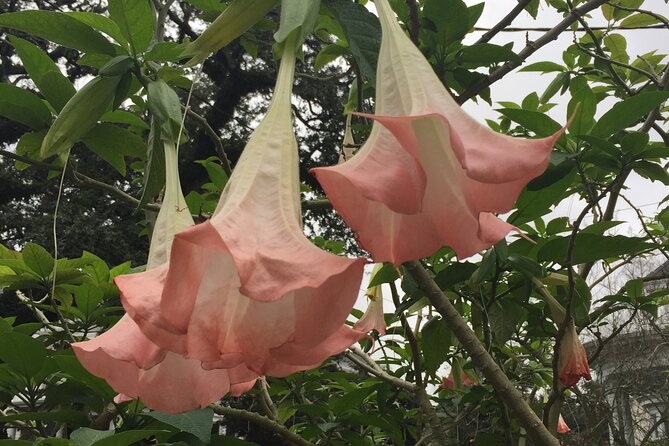 45 Minute Highlights of the Garden District - Lush Greenery