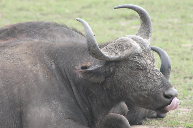 5-Day Big 5 Kidepo Valley National Park Safari - Transportation and Accessibility