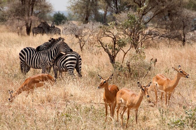 5-Day Mid-Range Safari in Tanzania - Accommodations and Meals