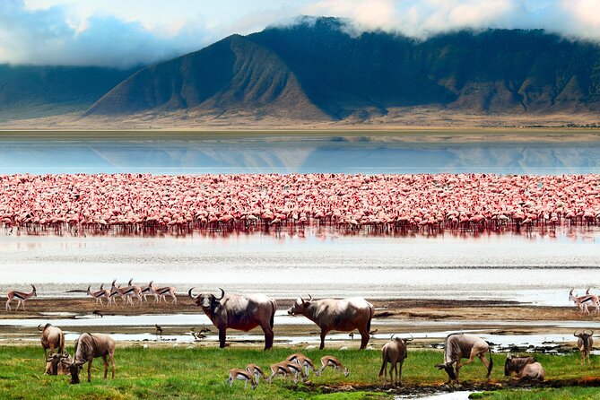 5 Day Private Guided Wildebeest Migration Tour - Transportation and Logistics