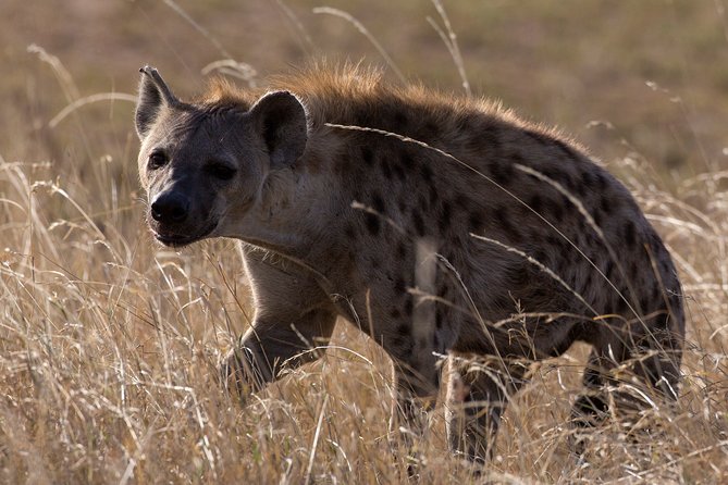 5-Day Private Safari Tour in Northern Tanzania - Inclusions and Exclusions