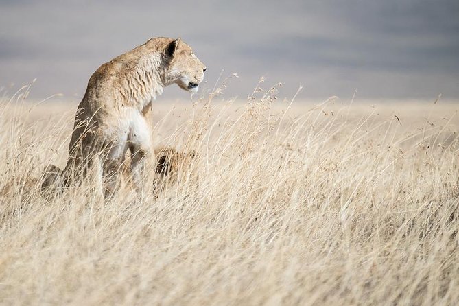 5 Day Serengeti, Tarangire, & Ngorongoro & Manyara Grass Root Safari. - Reviews and Recommendations