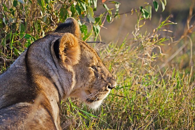 5 Days Best Of Kenya Safari - Pricing Details