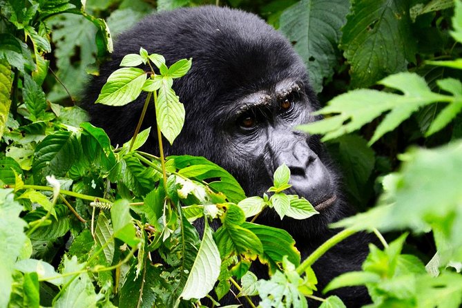 5 Days Gorilla & Wildlife Safari in Uganda - Game Drives in Queen Elizabeth