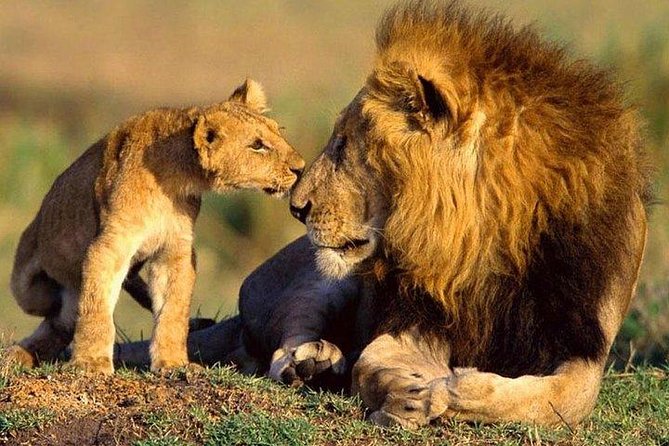 5 Days Hells Gate, L. Naivasha, L. Nakuru & Masai Mara Luxury Safari - Tour Accessibility