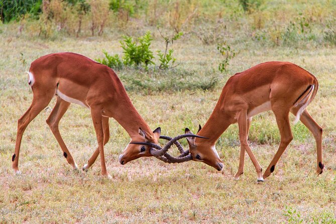 5 Days Lodge Luxury: A Taste of Tanzania Safari - Accommodations and Lodging
