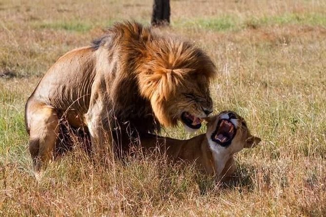 5 Days Masai Mara-Lake Nakuru & Lake Naivasha Hells Gate Safari - Lake Naivasha and Hells Gate