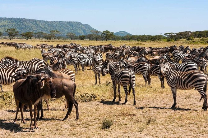 5-Days Masai Mara- Lake Nakuru - Lake Naivasha Kenya Safari Tour - Accommodation and Meals