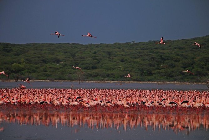 5 Days Masai Mara & Lake Nakuru Mid Range Private Safari - Game Drives and Guides