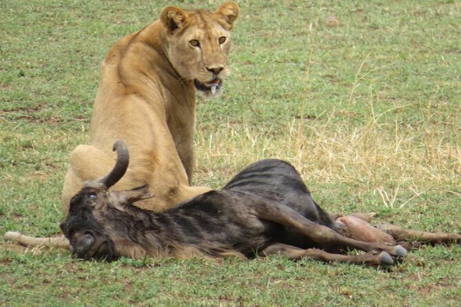 5 Days Masai Mara Wildebeest Migration Safari - Meeting and Pickup Details