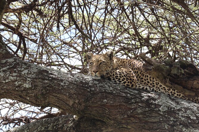 5 Days Safari Northern Circuit Of Tanzania - Wildlife Encounters