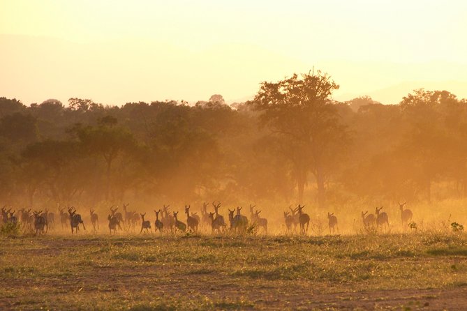 5 Days Safari to Selous & Mikumi - Safari Activities and Experiences