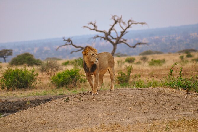 5 Days Tanzania Family Safari - Accessibility Features