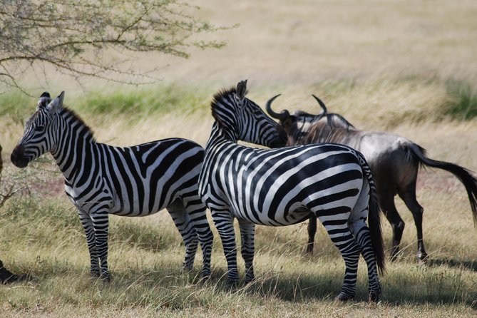 5 Days Tanzania Safari From Mwanza to Arusha - Whats Included in the Tour