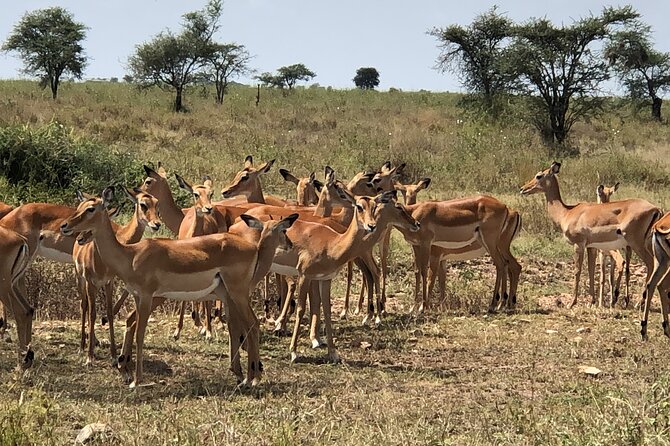 5 Days Tour Tarangire, Serengeti, Ngorongoro Crater & Lake Manyara Park-Midrange - Health Considerations