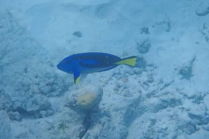 5-Hour Snorkeling, Swimming With Dolphins and Sea Turtles Aquarium - Health and Safety Guidelines