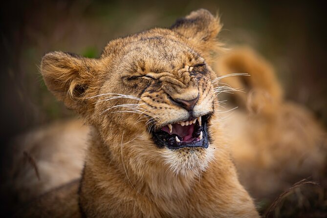 5HRS Nairobi National Park MorningEvening Gamedrive 4x4 Vehicle - Inclusions of the Experience