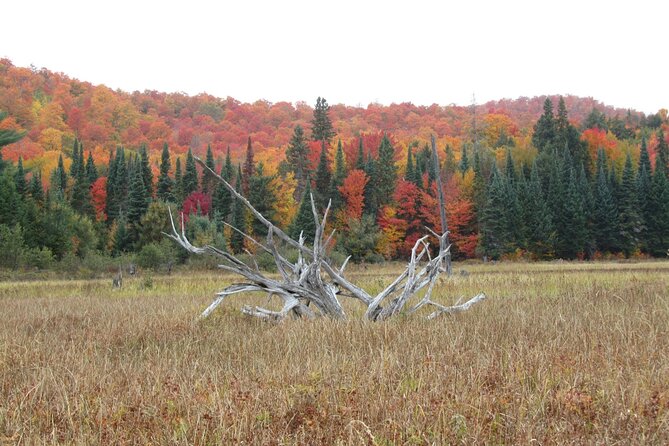 6-Day Algonquin Explorer Canoe Trip - Meeting Points and Logistics