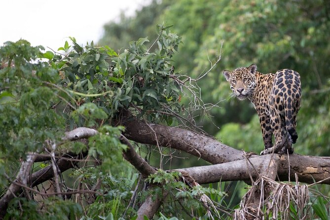 6-Day All Inclusive Private Guided Pacaya Samiria National Reserve From Iquitos - Additional Costs and Requirements