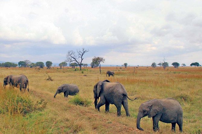 6-Day Kenya and Tanzania Safari - Accommodation and Meals