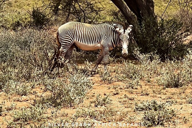 6-Day Maasai Mara Reserve, Lake Naivasha, Amboseli National Park - Venture Into Amboseli National Park