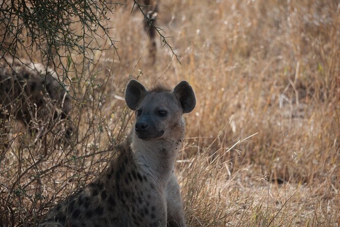 6-Day Private Camping Safari Tour From Kilimanjaro Airport - Traveler Requirements