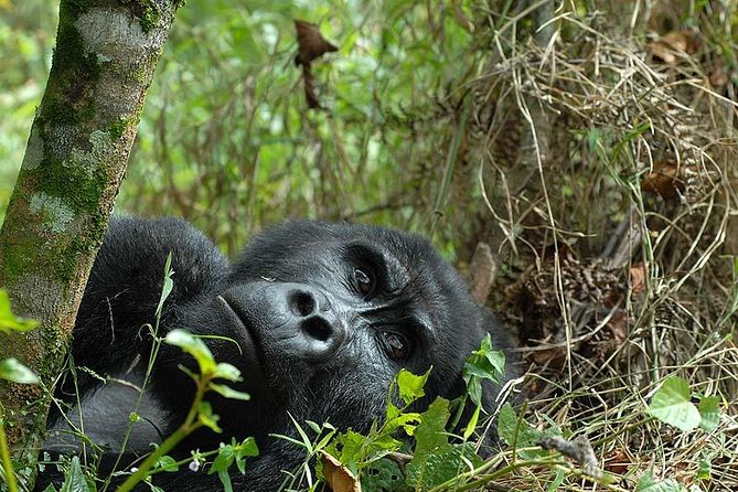6-Day Uganda Gorilla Adventure (Fly-in) - Meeting and Pickup Details