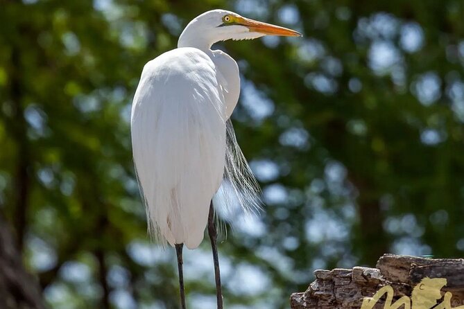 6 Days 5 Night Safari - Wildlife Encounters