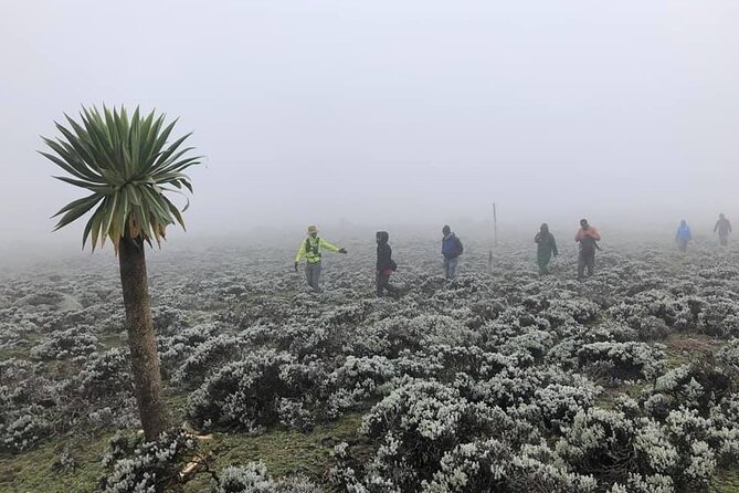 6 Days Bale Mountains Trekking - Meal Information