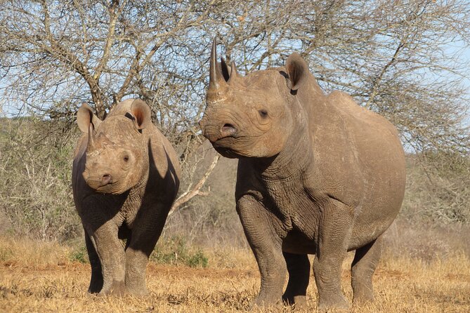 6 Days Big Five Tanzania Safari - Safari Highlights