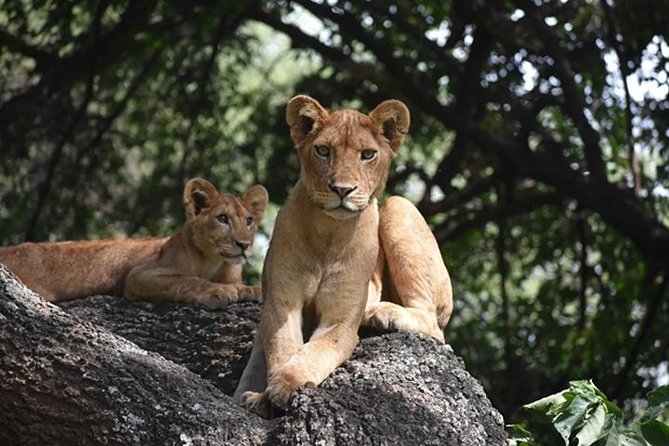 6 Days: Classic Camping( Tarangire, Manyara, Serengeti And Ngorongoro). - Tips for a Successful Trip