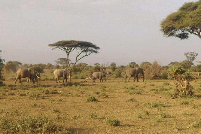 6 Days Kenya Safari - Transportation Details