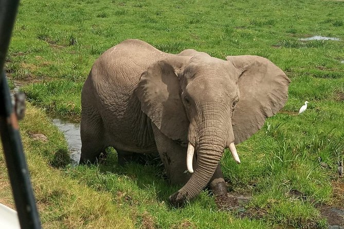 6 Days Maasai Mara - Nakuru - Amboseli Budget Group Safari. - Pricing and Payment Details