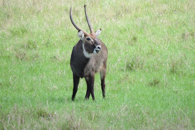 6 Days Masai Mara-Lake Nakuru & Amboseli Budget Safari - Accommodation Options