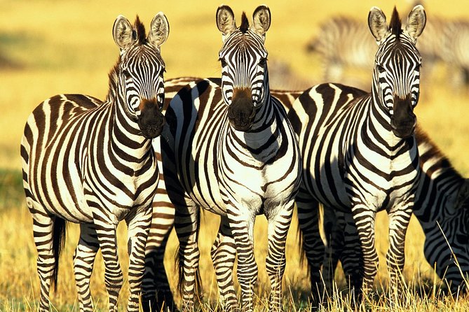 6 Days Masai Mara, Lake Nakuru & Amboseli-Ultimate Kenyan Safari - Hassle-Free Logistics and Pickup