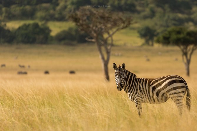 6 Days Safaris to Amboseli N/P, Lake Naivasha and Maasai Mara N/R. - Pickup Options