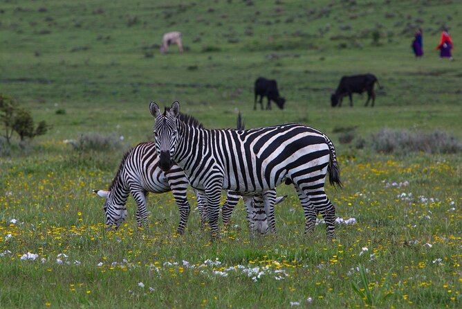 6 Days Tanzania Northern Circuit Safari - Participant Requirements
