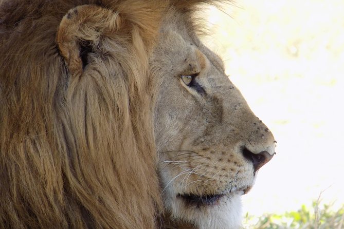 6 Days Tanzania Wildlife Safari Tour - Accommodation and Dining