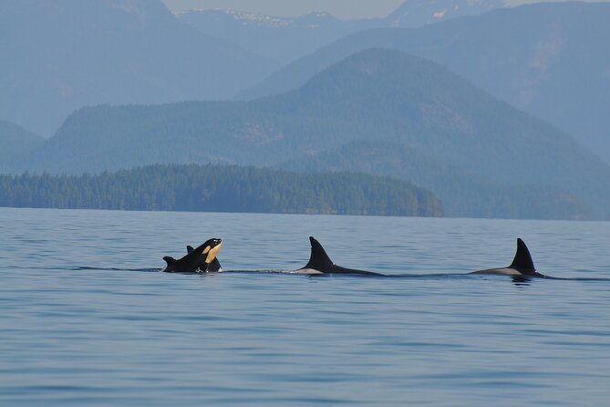 6 Hour Covered Boat Whale Watching Tour - Meeting Information