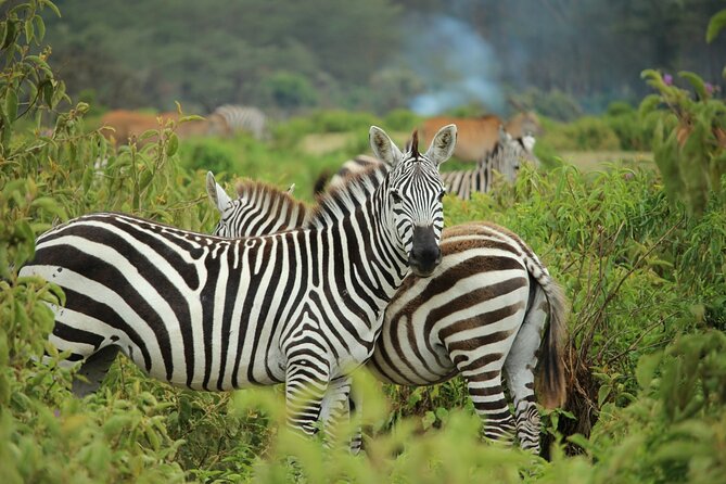 6 Hours Nairobi National Park and Giraffe Center Tour - Transportation and Accessibility
