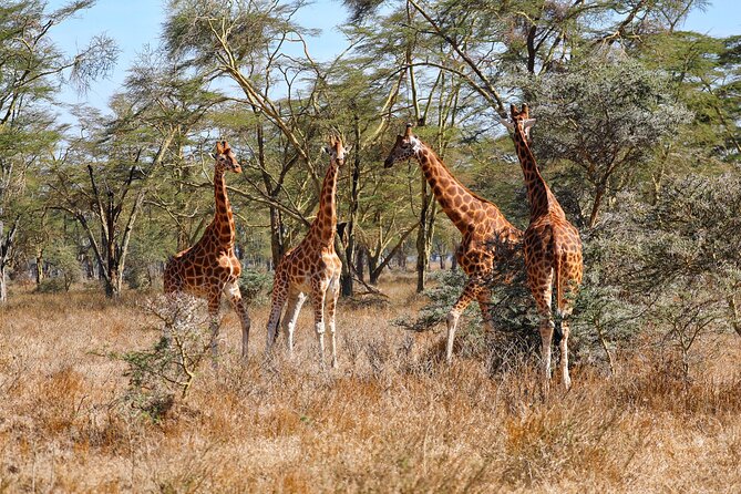 6days Masai Mara-Lake Nakuru via Lake Naivasha-Amboseli 4x4 Jeep Safari - Exploring Lake Nakuru and Lake Naivasha