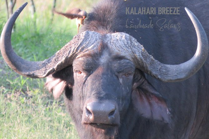 7 Day Highlights Of Botswana Overland Tour – ACCOMODATED (midrange) - Tour Availability