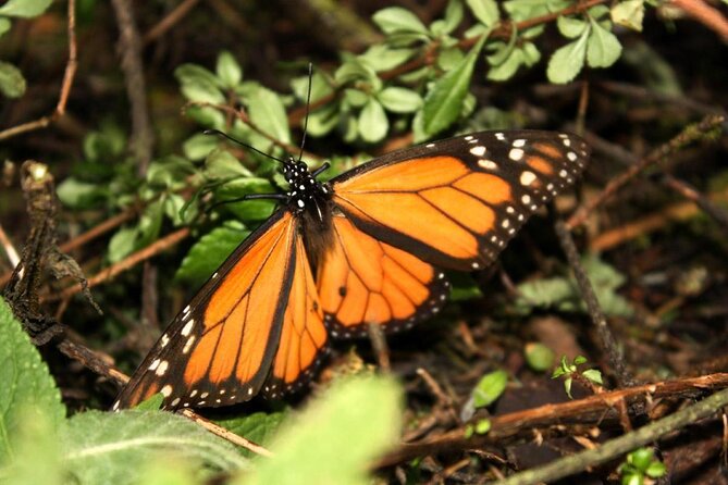 7 Day-Monarch Butterfly Ecofriendly Tour in Mexico - Activities and Experiences